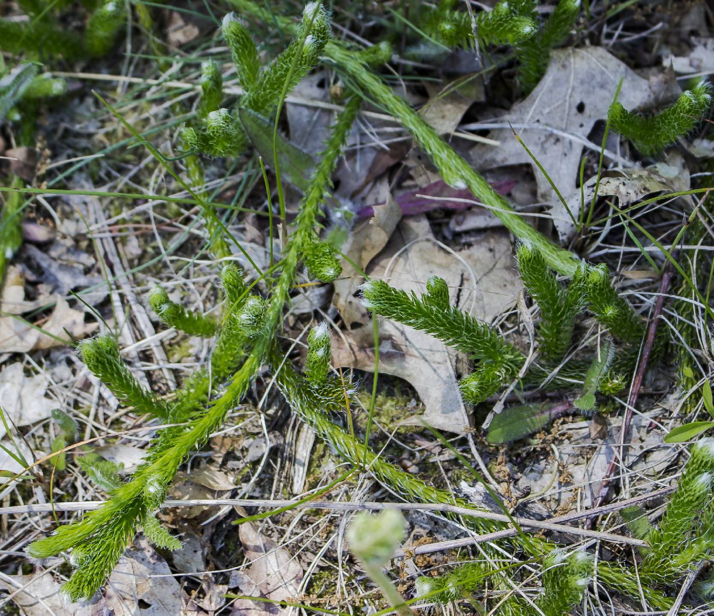 Lycopodium clavatum image
