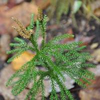 Dendrolycopodium obscurum image