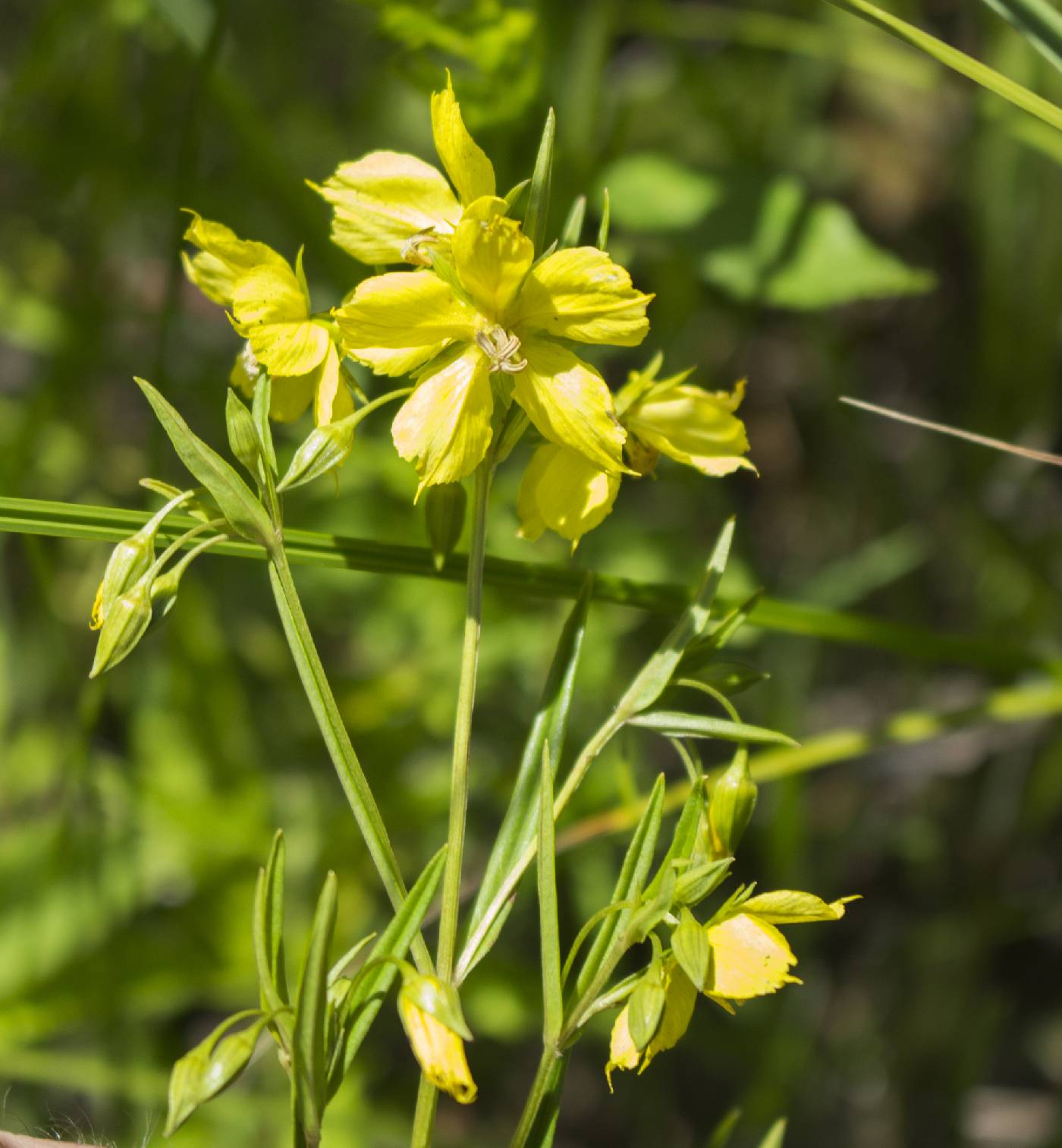 Lysimachia quadriflora image