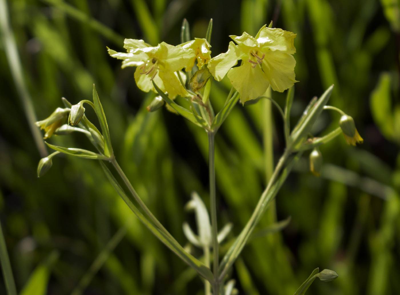Lysimachia quadriflora image