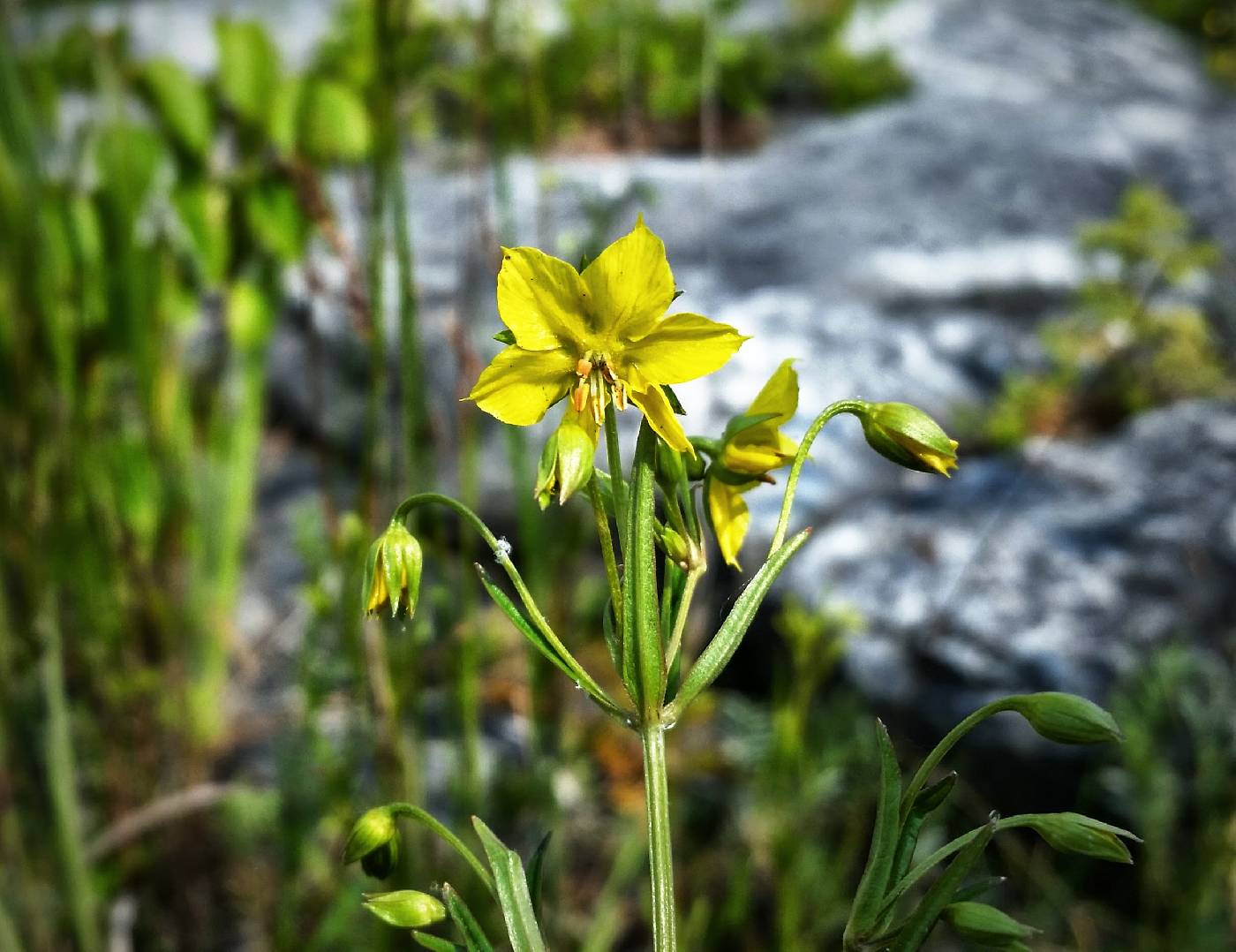 Lysimachia quadriflora image