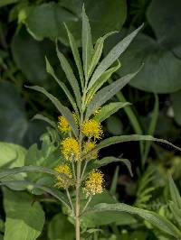 Lysimachia thyrsiflora image