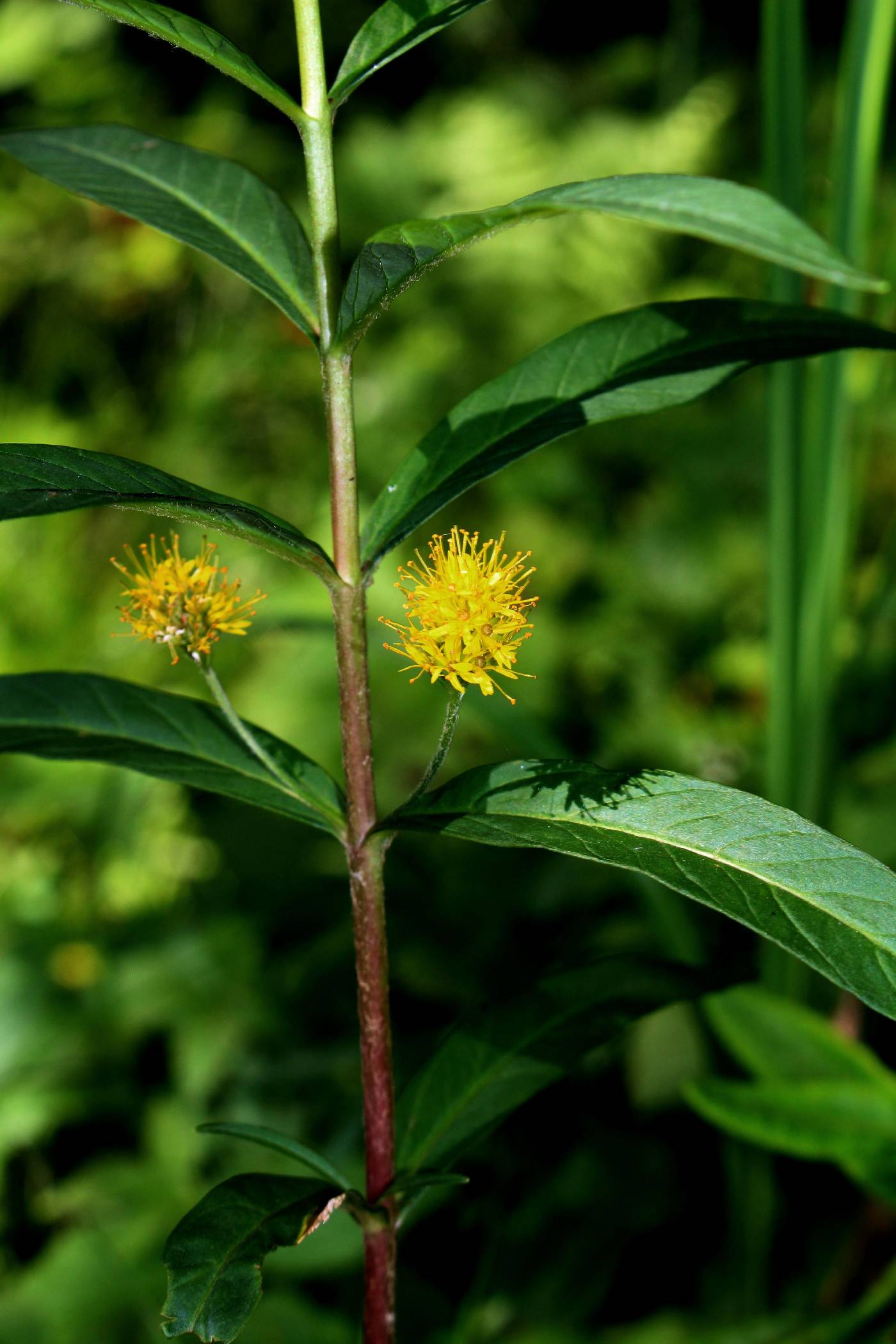Lysimachia thyrsiflora image
