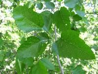 Malus ioensis image