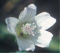 Malva neglecta image