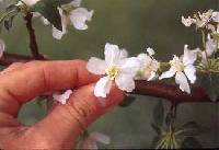 Image of Malus toringo