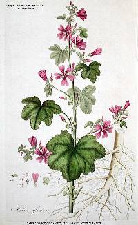Malva sylvestris image