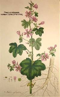 Malva sylvestris image