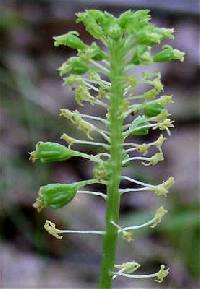 Malaxis unifolia image