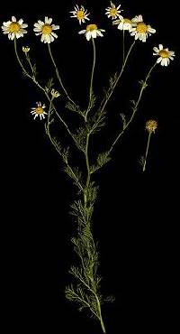 Image of Matricaria chamomilla