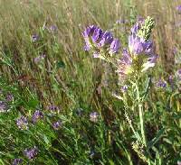 Medicago sativa image