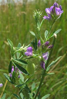 Medicago sativa image