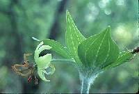 Medeola virginiana image