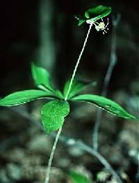 Image of Medeola virginiana