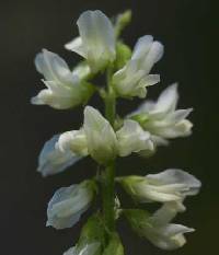 Melilotus albus image