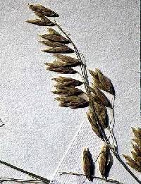 Image of Melica nitens