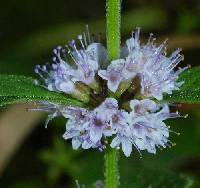 Mentha canadensis image