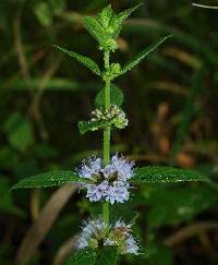 Mentha canadensis image