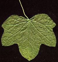 Menispermum canadense image