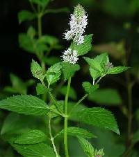 Image of Mentha spicata
