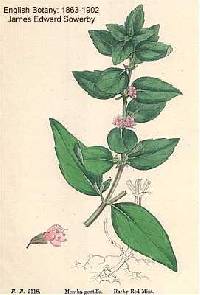 Image of Mentha x gracilis