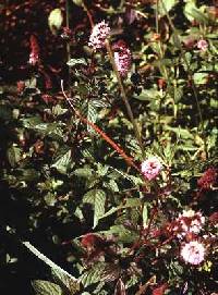 Image of Mentha x piperita