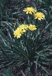 Nothocalais cuspidata image