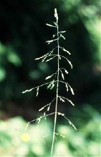 Milium effusum image