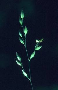 Milium effusum image