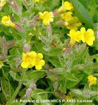 Image of Mimulus moschatus