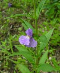 Image of Mimulus ringens var. ringens