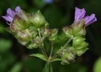 Mirabilis nyctaginea image