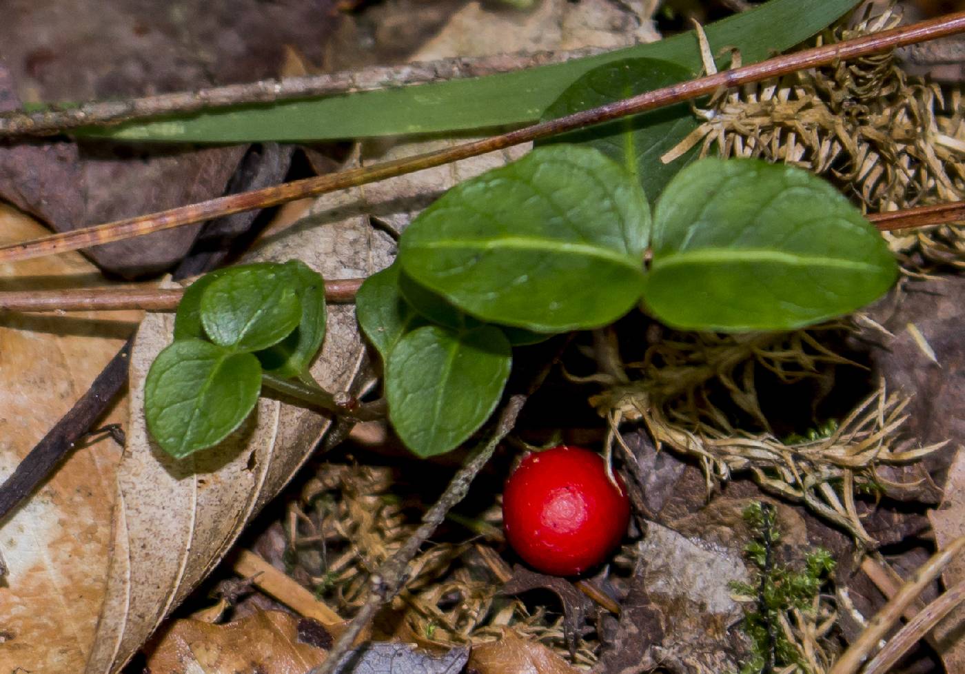 Mitchella repens image
