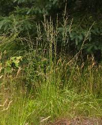 Molinia caerulea image