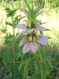 Image of Monarda punctata var. villicaulis