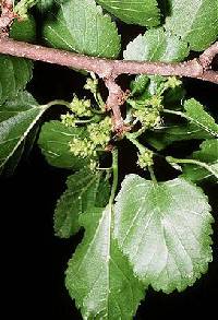 Image of Morus alba