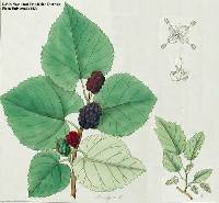 Morus rubra image