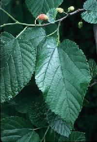 Image of Morus rubra
