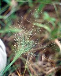 Image of Muhlenbergia asperifolia
