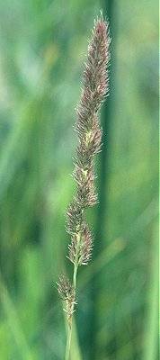 Muhlenbergia cuspidata image