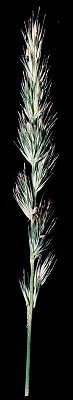 Muhlenbergia racemosa image