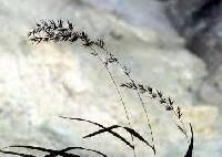 Muhlenbergia racemosa image