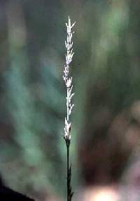 Image of Muhlenbergia richardsonis