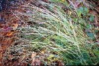 Image of Muhlenbergia schreberi