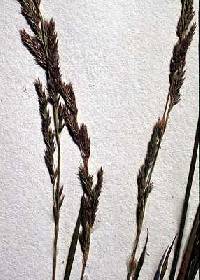 Image of Muhlenbergia sylvatica