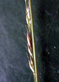 Muhlenbergia tenuiflora image