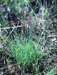 Image of Muhlenbergia uniflora