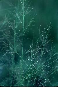 Muhlenbergia uniflora image