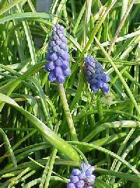 Image of Muscari neglectum