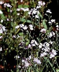 Image of Myosotis scorpioides